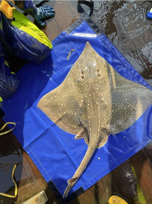 Two inshore areas in Shetland to be awarded Important Shark and Ray Areas (ISRAs) status