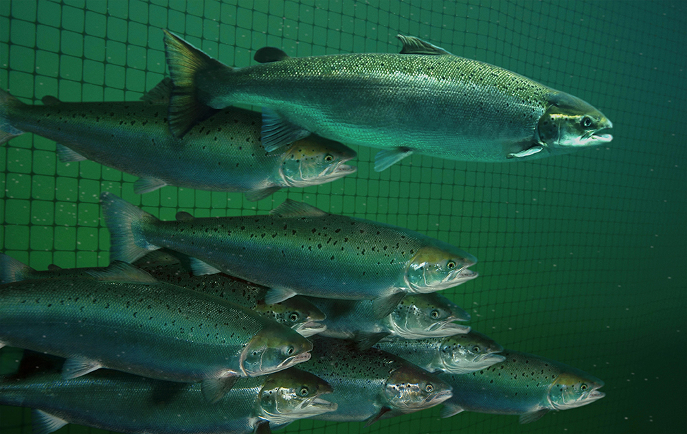 Fish underwater Fish underwater