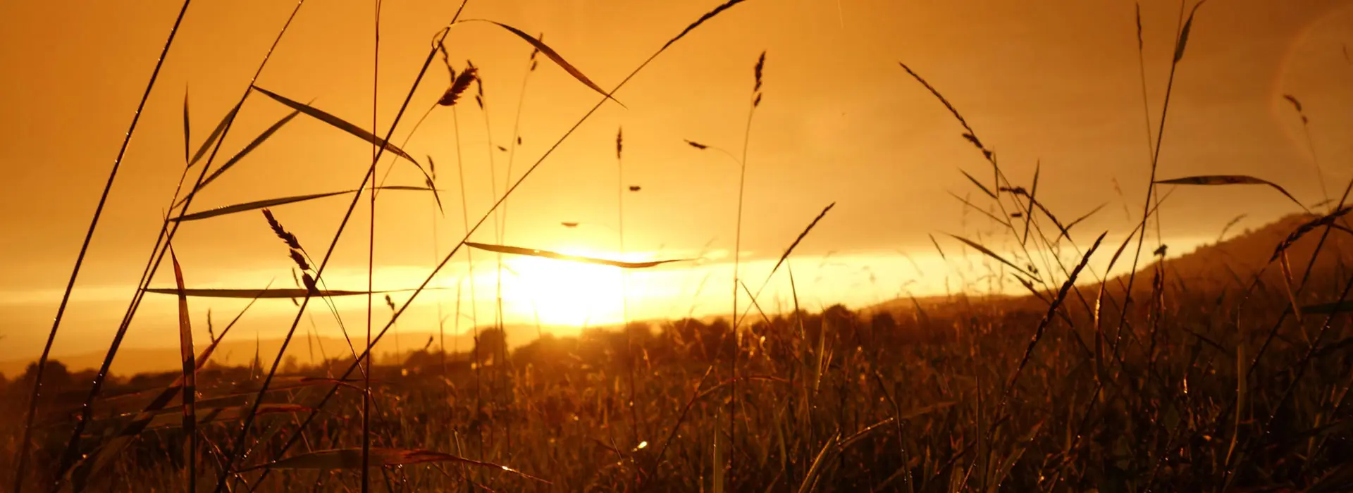 field of wheat at sunset field of wheat at sunset