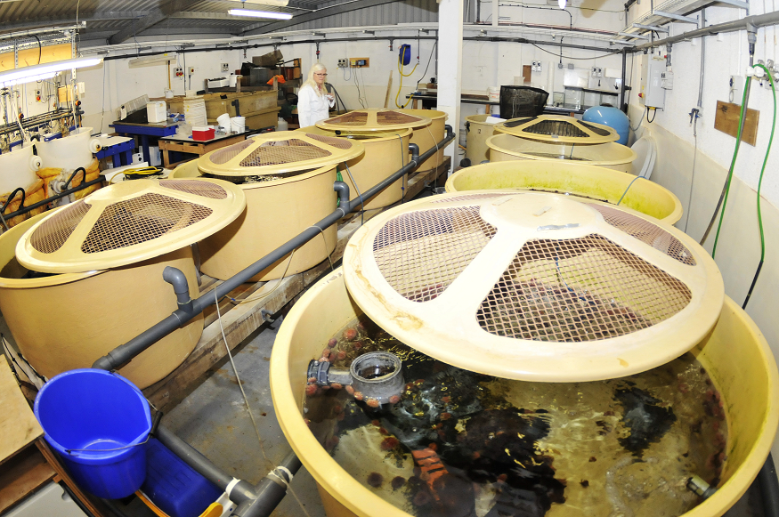 Research aquariums at SAMS Research aquariums at SAMS