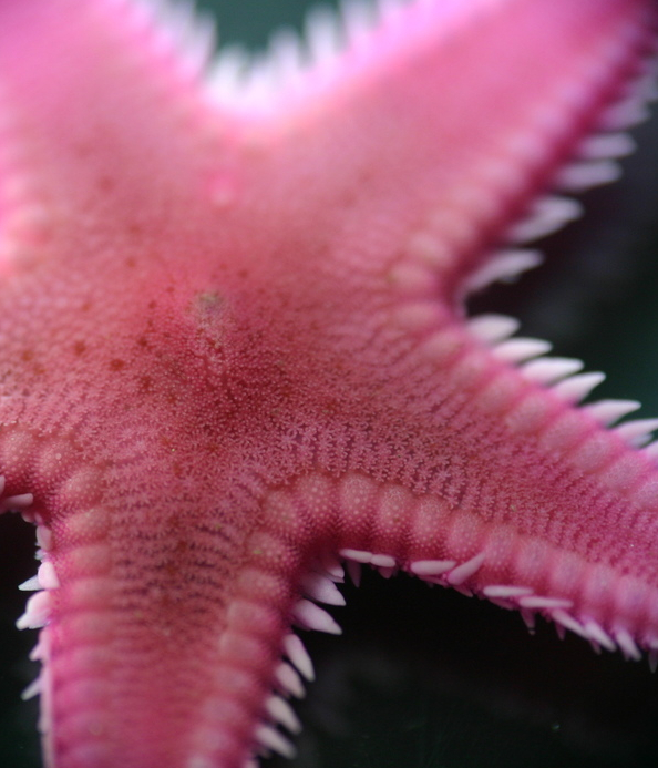 Starfish Starfish
