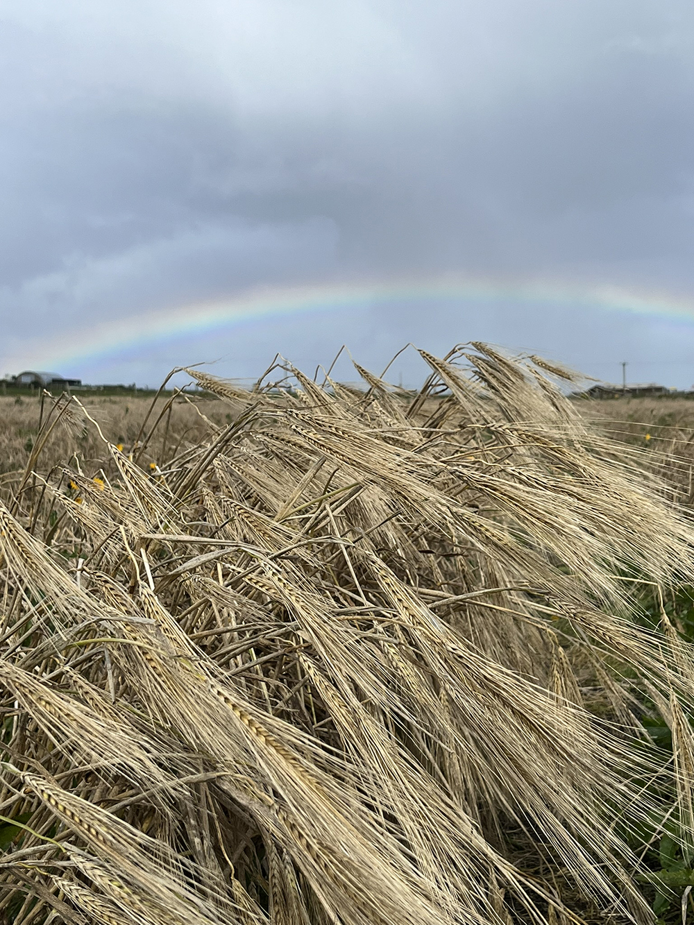 Barley growing in a field