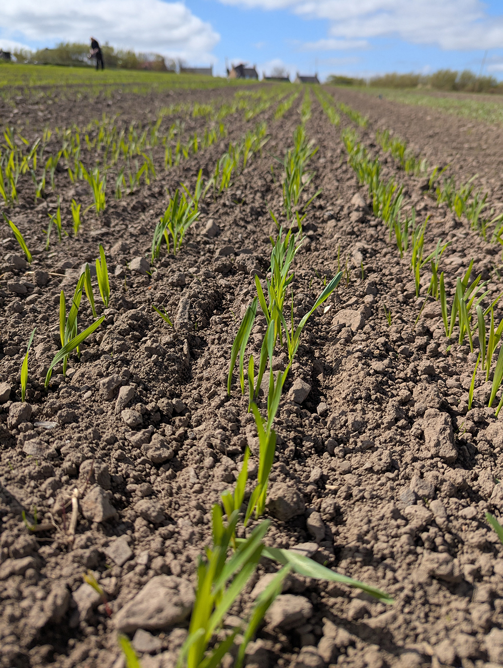Seedlings in the ground