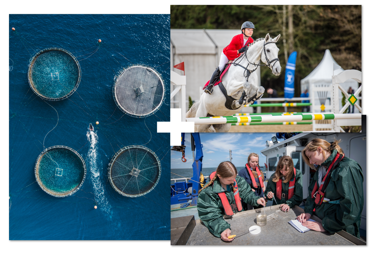 Collage of 3 | Fisheries | Equine studies | Marine science Collage of 3 | Fisheries | Equine studies | Marine science